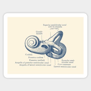 Inner Ear Anatomy Diagram Sticker